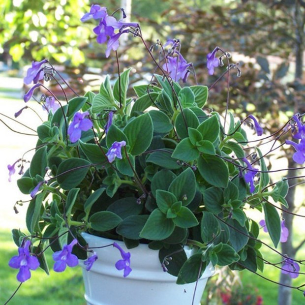 삭소름, 미식가를 위한 발효의 맛 완벽 가이드 삭소름, 미식가를 위한 발효의 맛 완벽 가이드